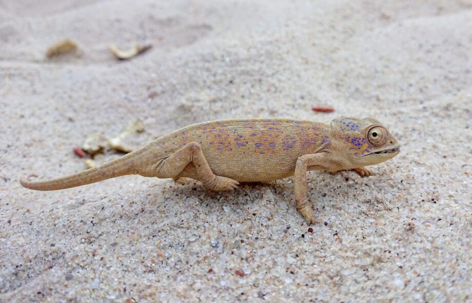 Certificats biodiversité : quel crédit leur accorder ?