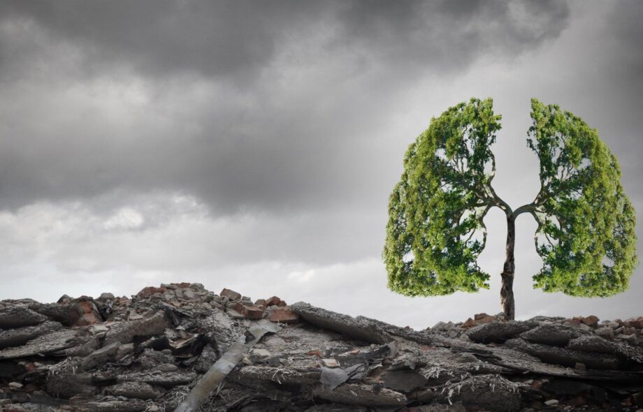 Planter des arbres pour sauver le climat ?