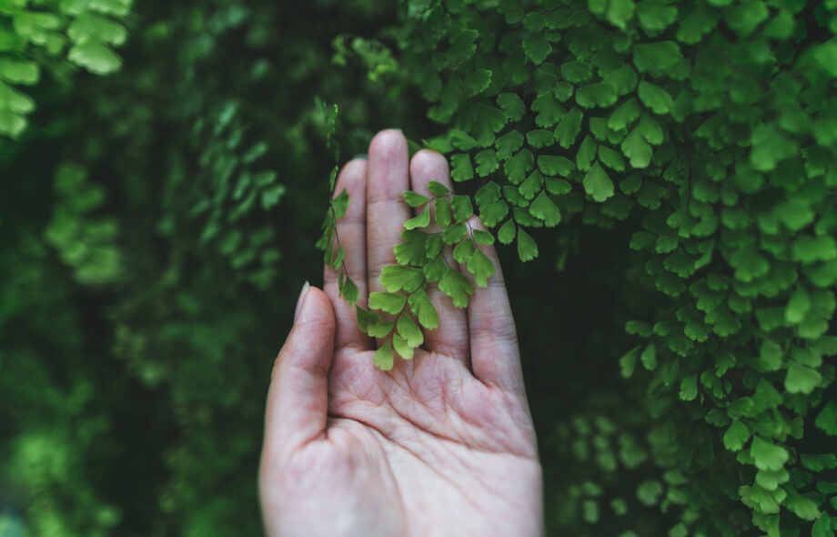 De la nécessité (urgente) de se [re]connecter à la nature