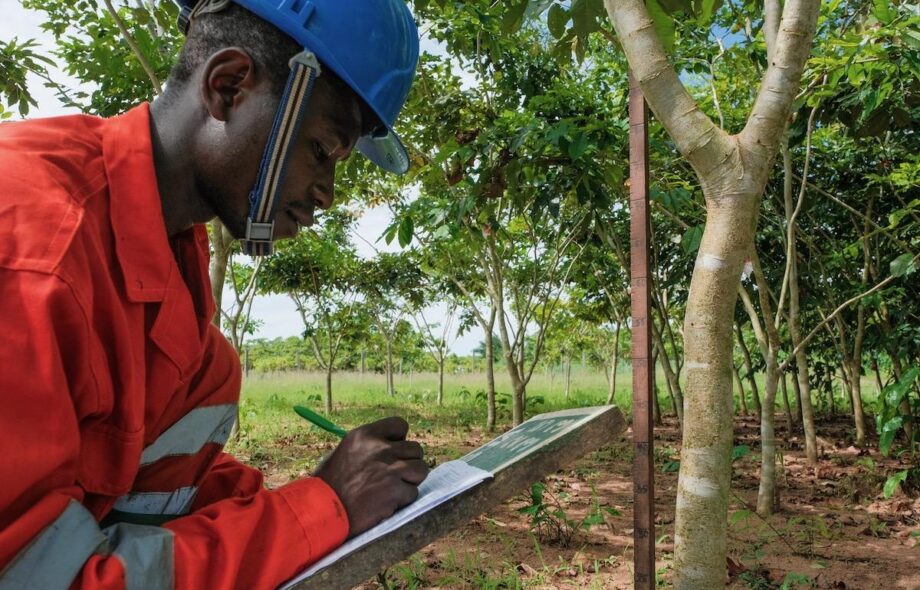 Un manque de transparence flagrant des impacts des projets de « plantation d’arbres »