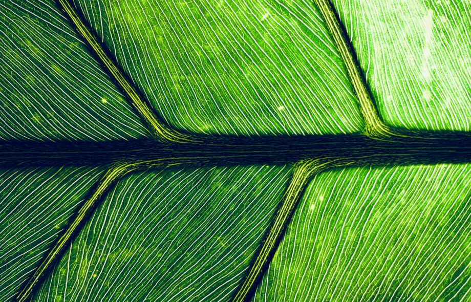 Qu’est-ce qu’une plante ?