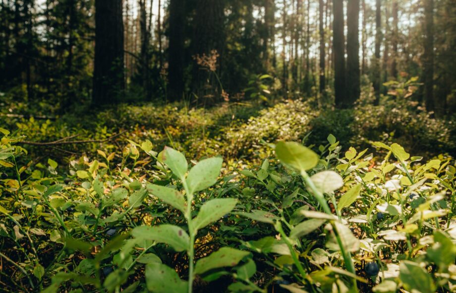 Règlement européen sur la restauration de la nature : quel impact pour les forêts ?