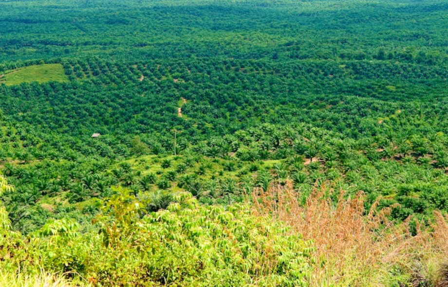 Indonésie : la déforestation financée par les banques