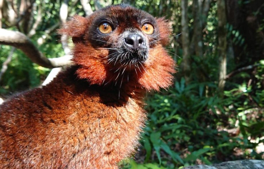 Carnet de mission #8 : bureau et biodiversité à Antsirabe !