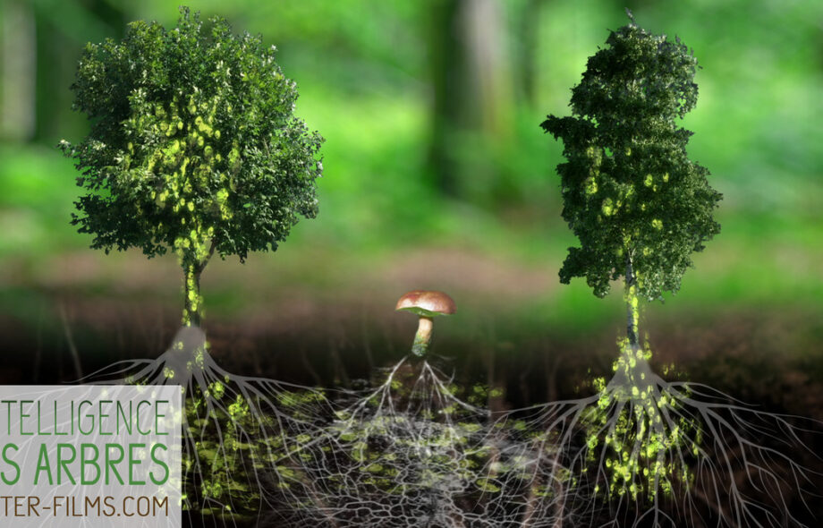 Découvrez « L’intelligence des arbres »