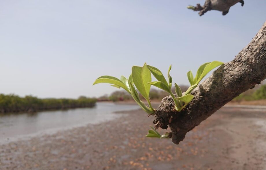 Carnet de mission #1 – évaluation d&rsquo;impact au Sénégal