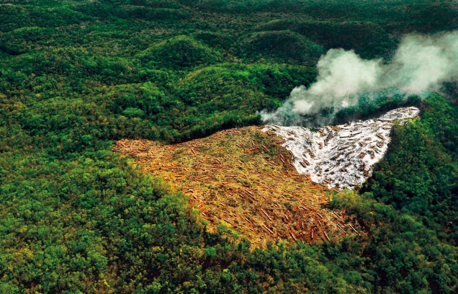 la déforestation en 2025 : un léger rebond, une menace majeure
