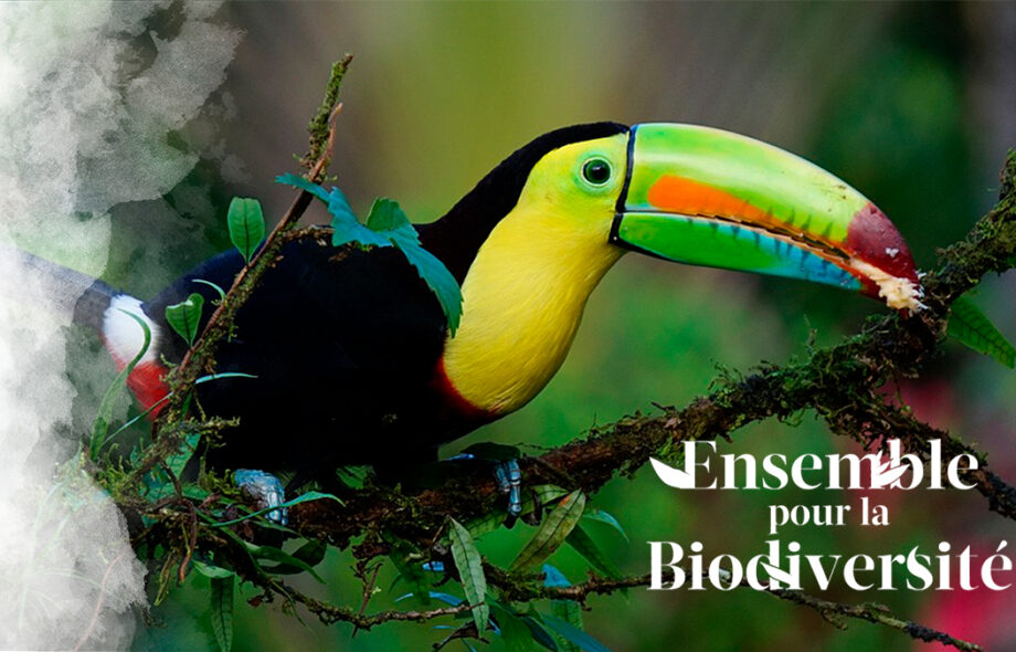 Ensemble pour la Biodiversité !