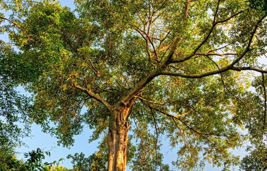 Découvrez le rapport d&rsquo;activité 2020 de la communauté all4trees