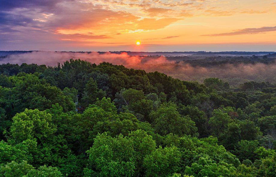 Découvrez 5 bonnes résolutions pour les forêts en 2021 !