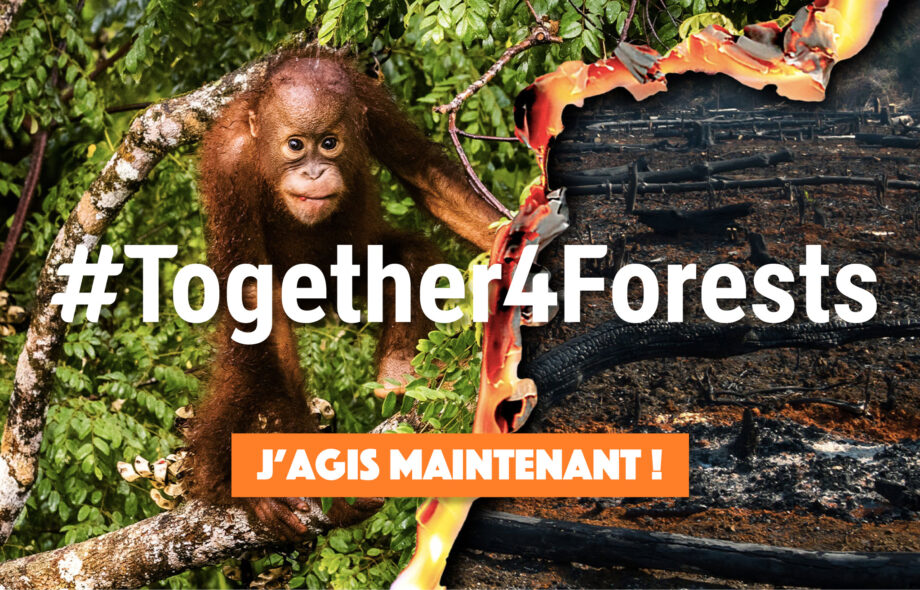 #Together4Forests – Ensemble, stoppons la déforestation !