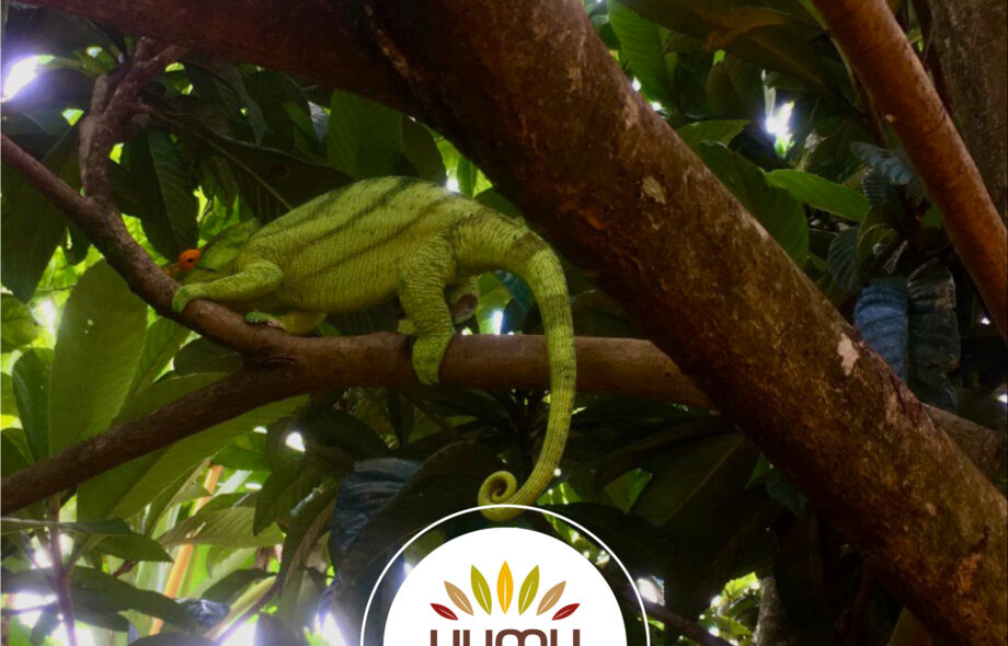 🇲🇬 Madagascar – Projet de préservation et restauration de la forêt d&rsquo;Ambohidravy