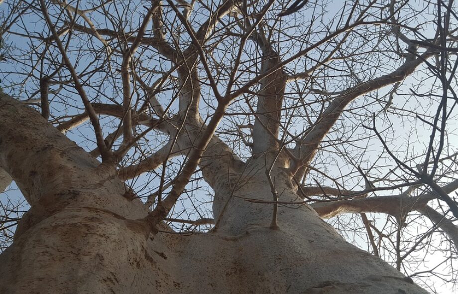 Lutter contre la déforestation au Sénégal