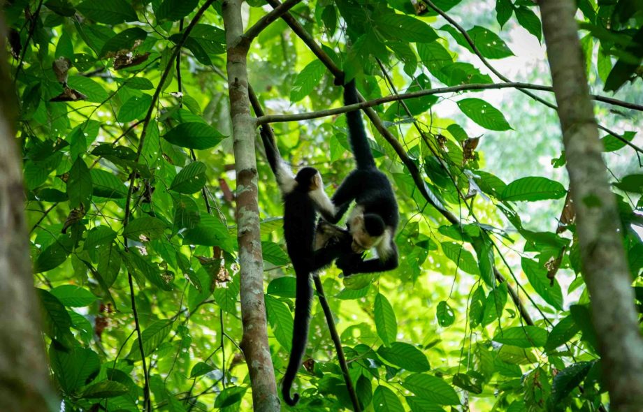 Quels enjeux pour les forêts en 2025 ?