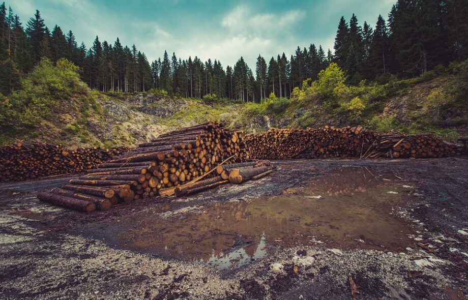L’empreinte forêt des français : un constat choquant !