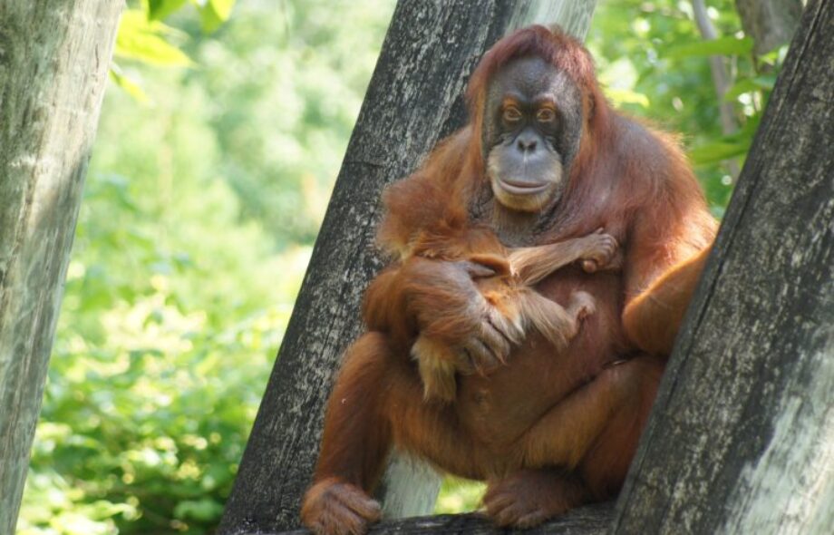 L’urgence d’agir pour préserver la biodiversité (et les forêts) !