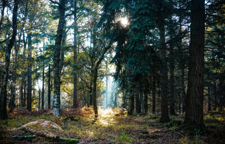 Comment et pourquoi les forêts assurent la stabilité du climat ?