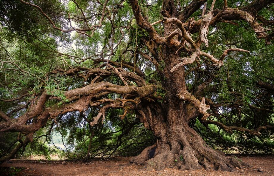Les arbres : ces témoins du temps éternel
