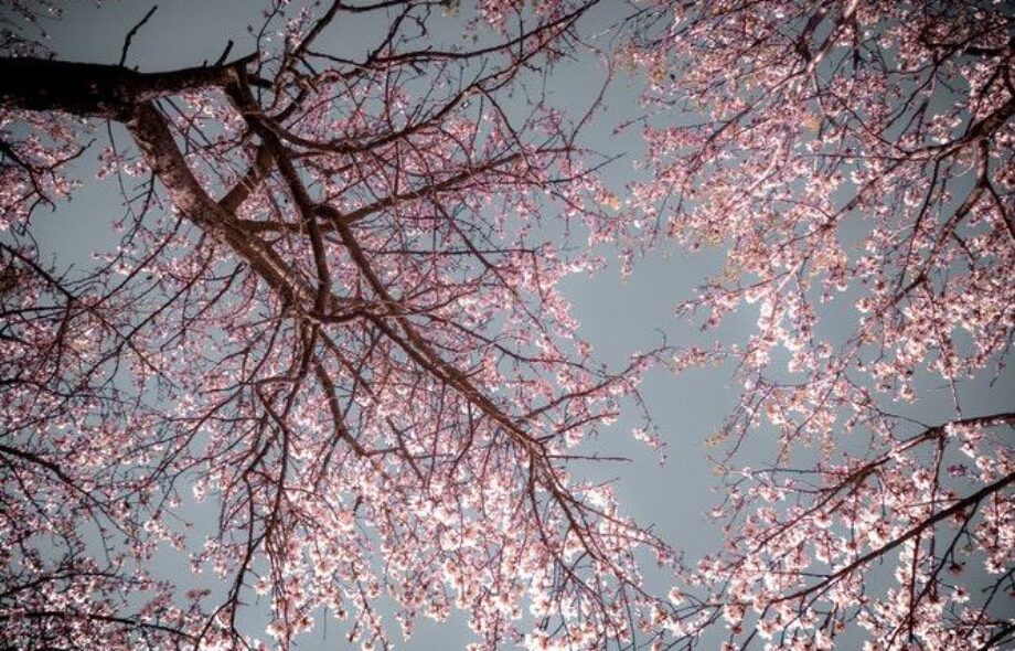 Il était une fois : un arbre qui s’appelle Merise !