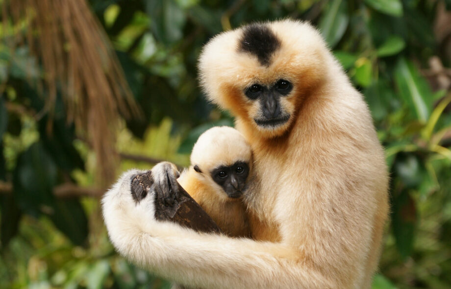 Préserver les forêts peut tuer !