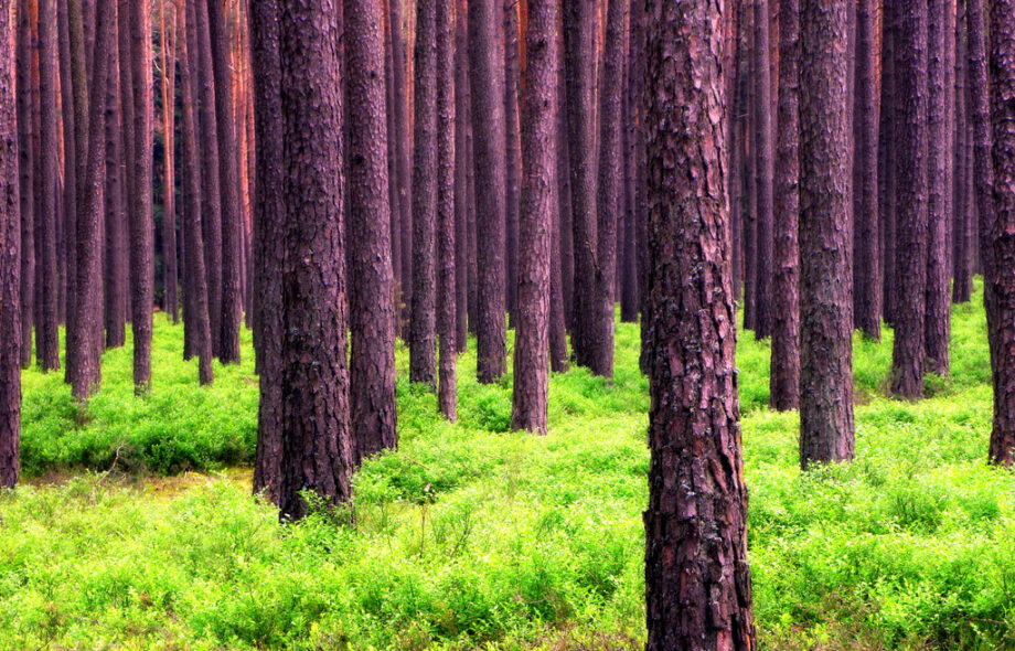 1 arbre + 1 arbre + 1 arbre… font 3 billions !