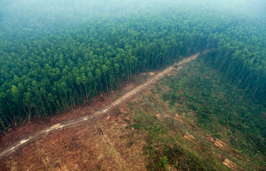 859 arbres abattus chaque minute en Amazonie