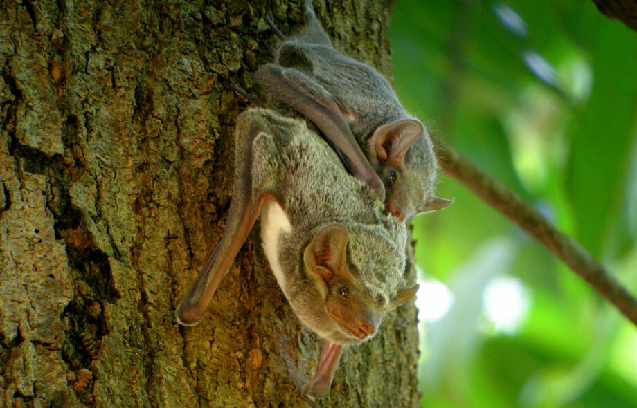 Préserver la santé des forêts pour préserver la santé de l’Homme