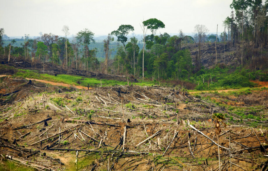 Les forêts de Papouasie menacées par la déforestation