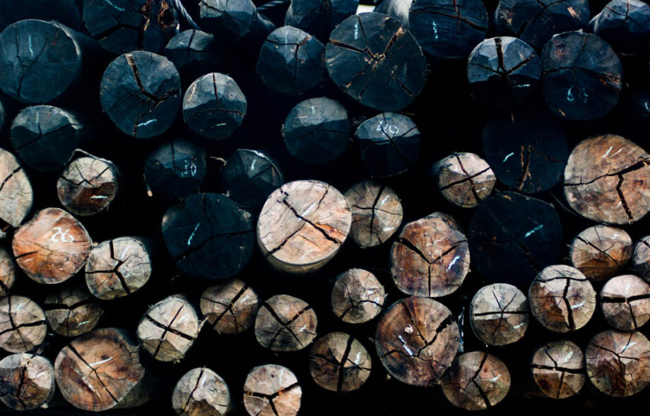 Bois précieux : une déforestation hors de contrôle à Madagascar