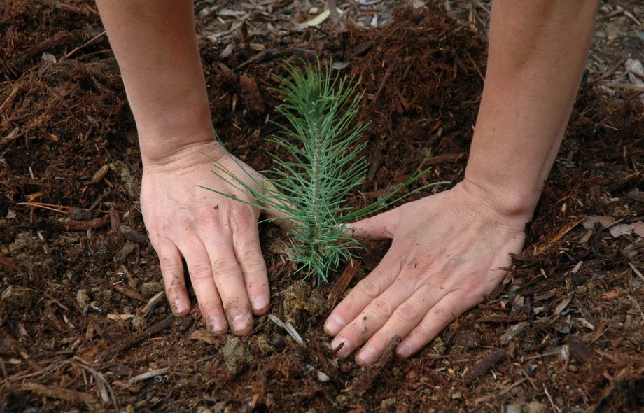 La reforestation citoyenne pour régénérer les forêts portugaises