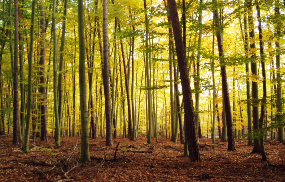 Découvrez l’événement Aux Arbres !
