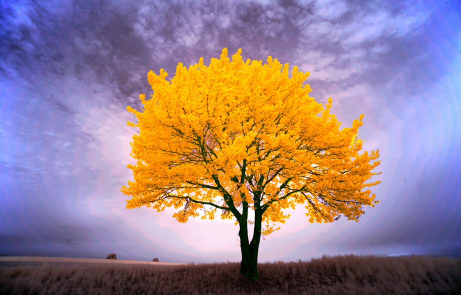 Oui, l’argent pousse bien sur les arbres !
