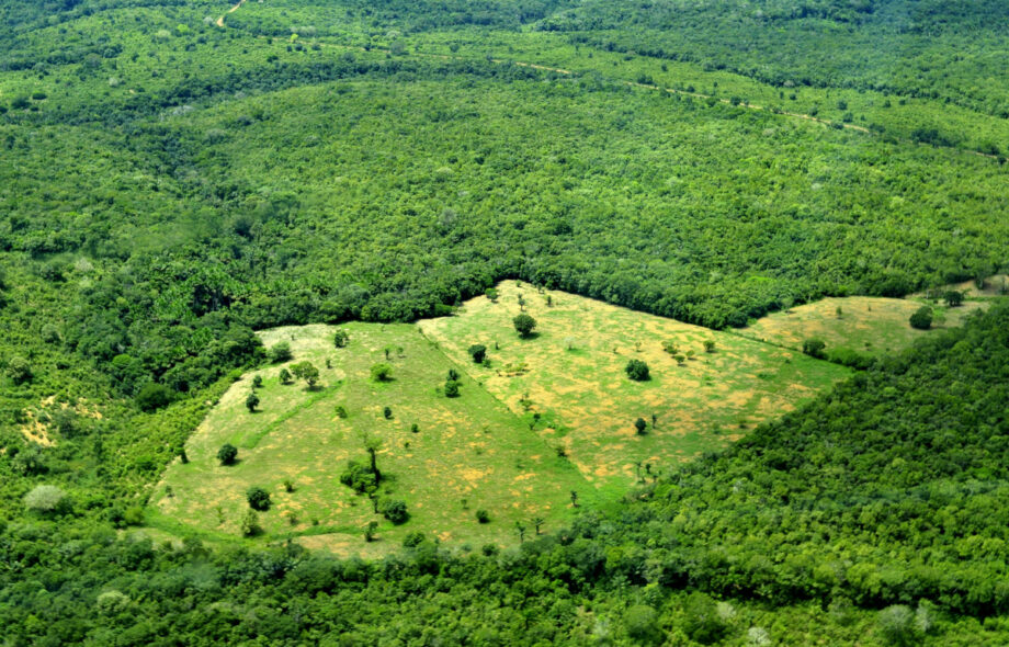 Le bilan mondial de la déforestation