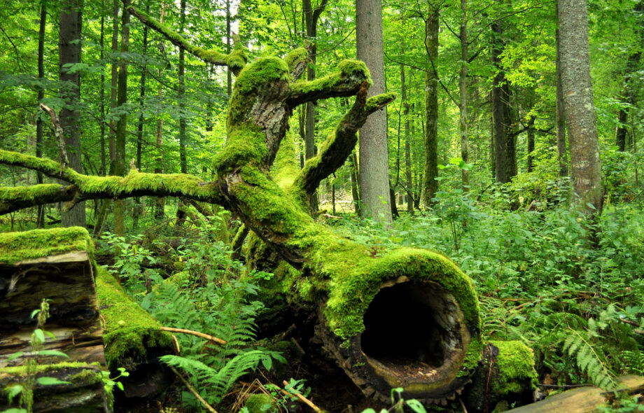 Faut-il intervenir pour préserver la forêt de Bialowieza ?