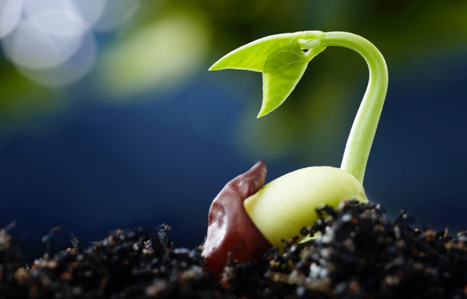 Qui sème une graine, plante un arbre !