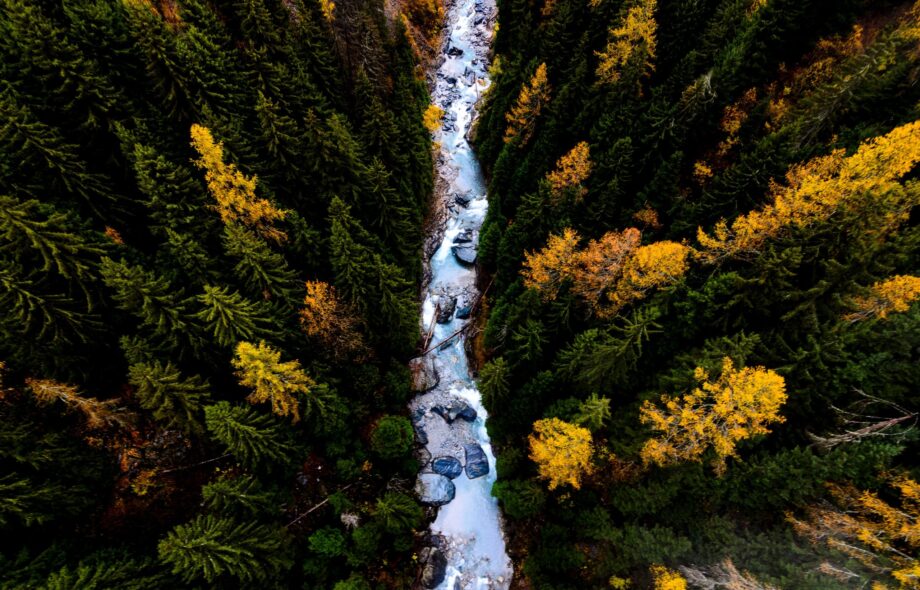 Les forêts, pourquoi il est important de les préserver ?
