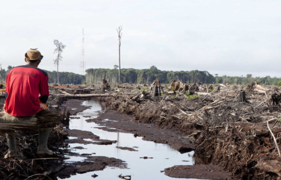 Total : Non à l’huile de palme dans le biocarburant