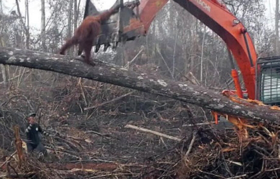 FERRERO : Stop à l’huile de palme