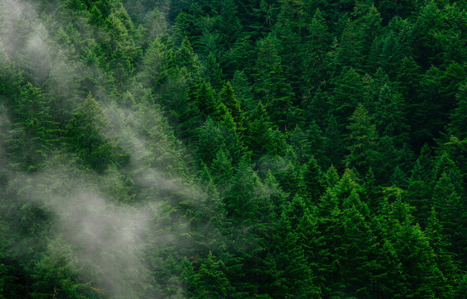 Célébrons la Journée internationale des forêts !