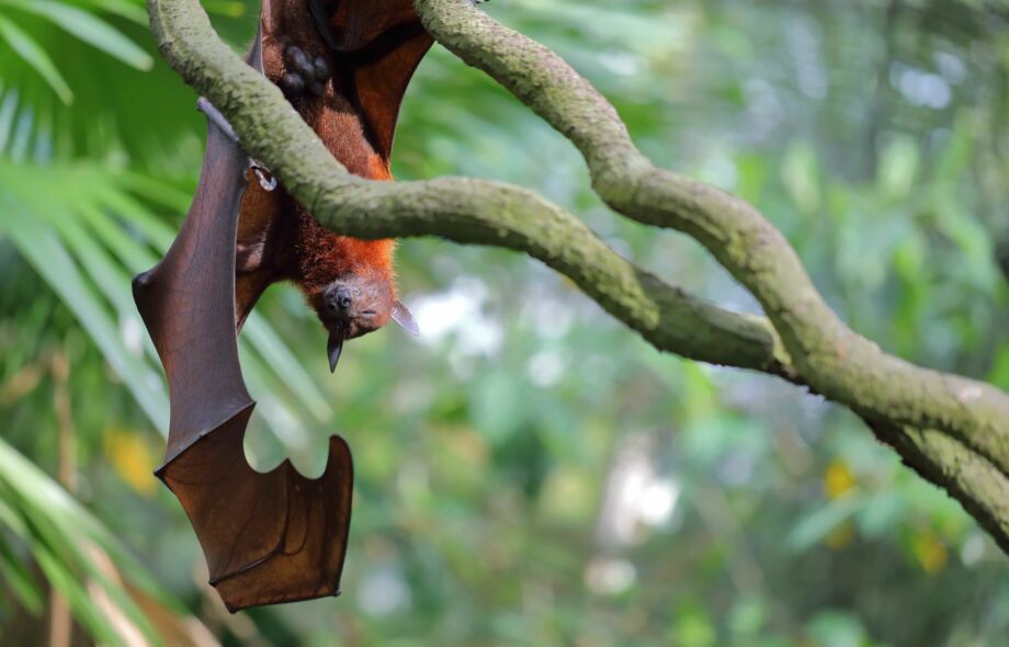 La déforestation est une menace pour la santé humaine