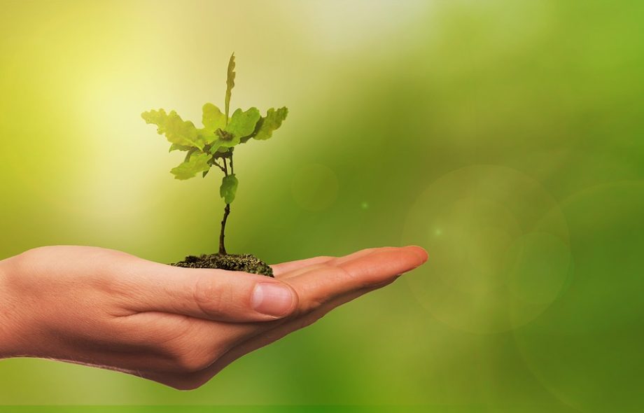 Planter des arbres, solution miracle face aux changements climatiques ?