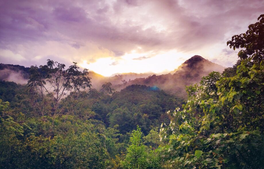 2021 – 2030 doit être la décennie de la préservation ET de la restauration des forêts