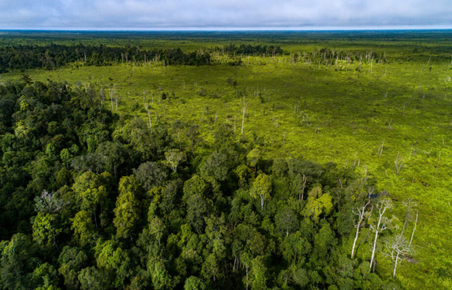 Indonésie : la déforestation financée par les banques