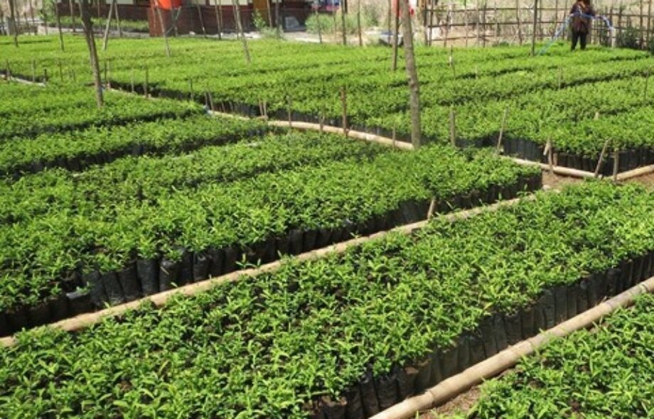 🇮🇩 Indonésie – Projet de préservation et restauration de la biodiversité de l’île de Flores