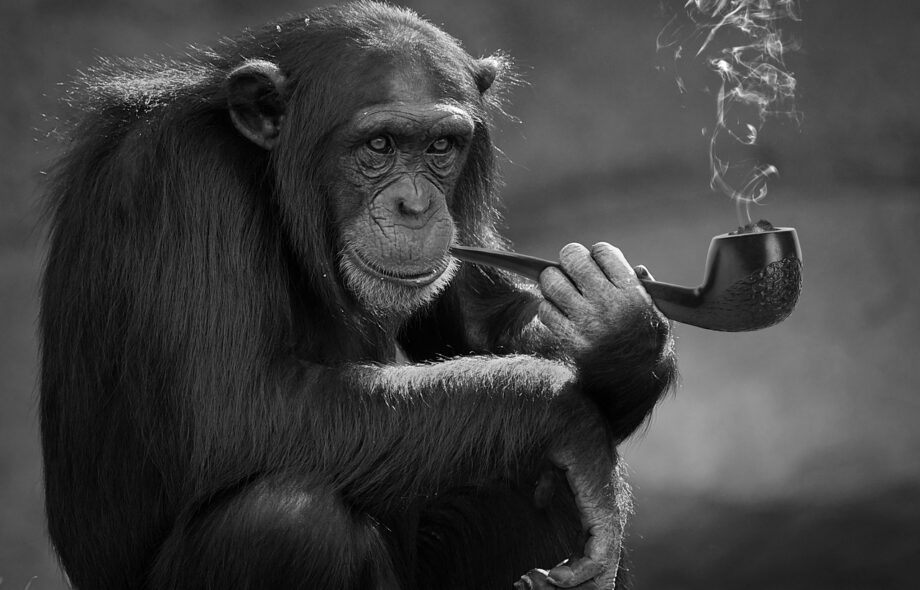 Ce geste du quotidien qui détruit les poumons de notre Planète