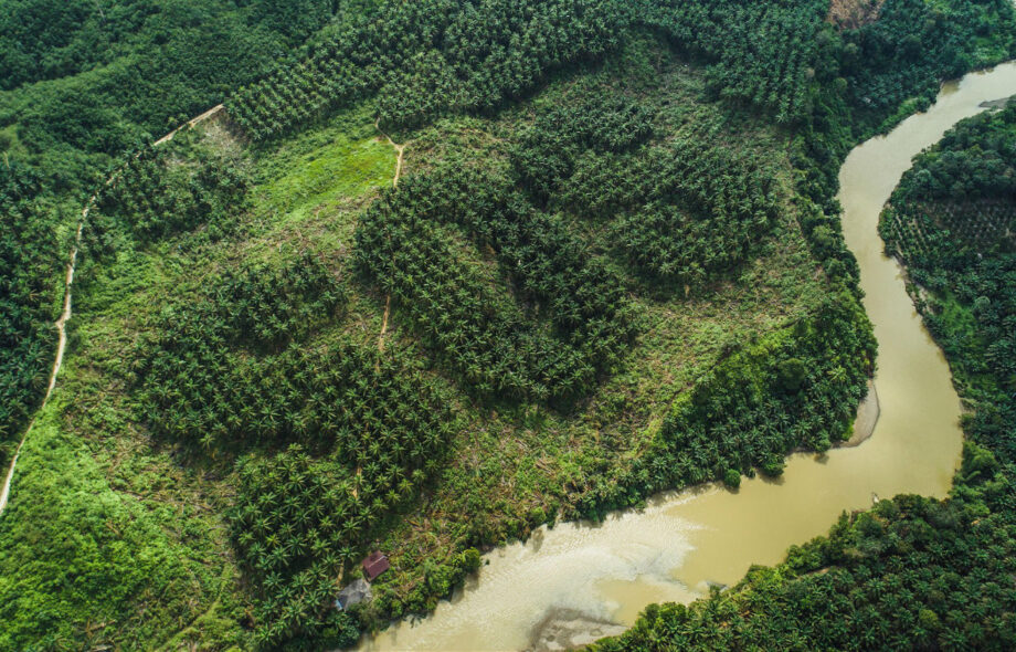 SOS – La forêt tropicale d’Indonésie se meurt !
