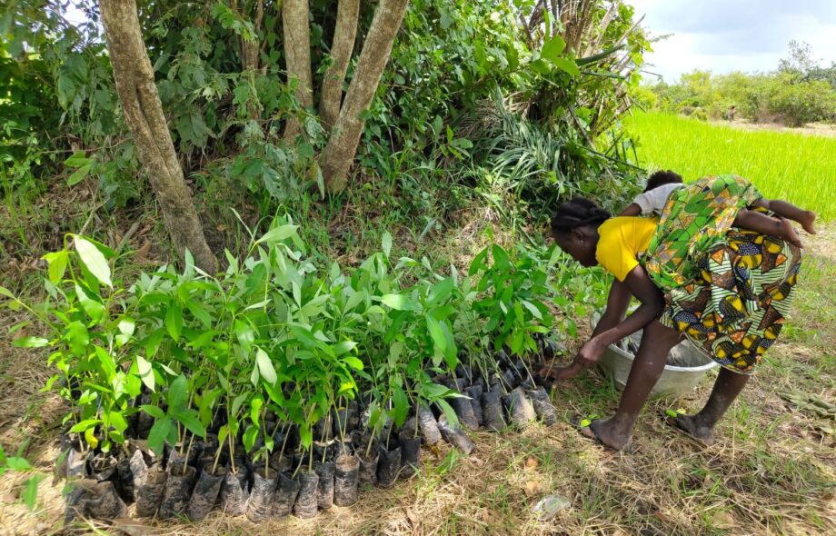 carnet de bord #20 : enquêtes au bénin