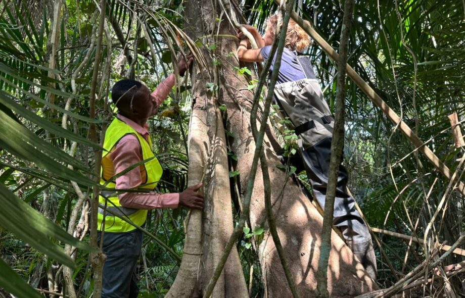 Mesurer l&rsquo;impact des projets forestiers