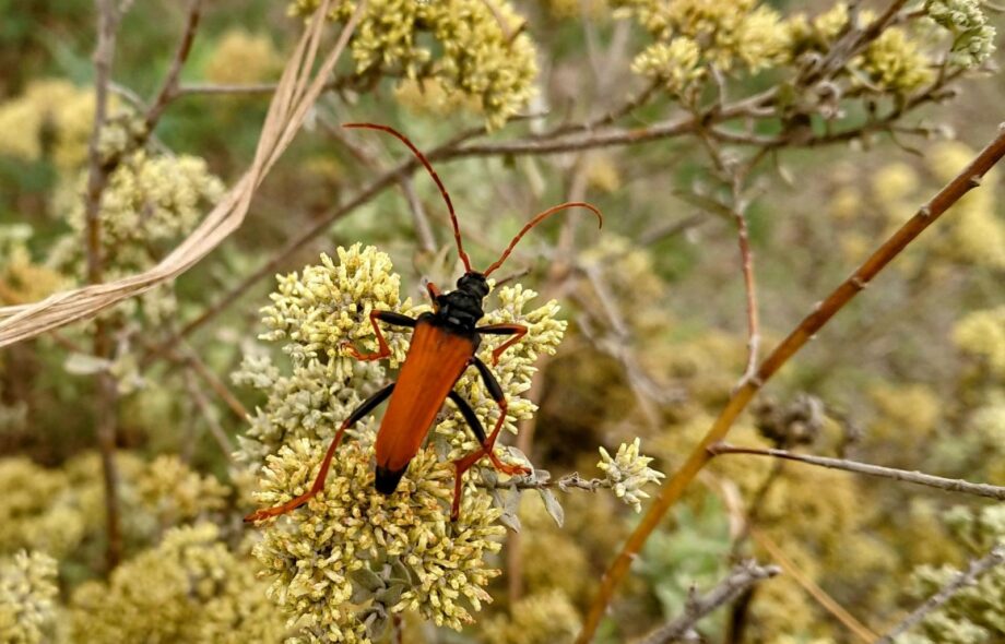 Carnet de bord #24 : la biodiversité oubliée