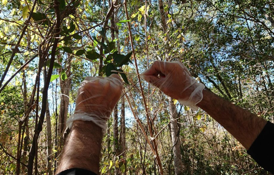 Allô docteur ? 5 chiffres clés prouvant l&rsquo;importance des forêts pour la santé planétaire